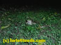 /home//u458753944/public_html/sourcegallery////////////////////////Frogs/Bullfrogs 2020-09 Upper Merion/P9280734.JPG